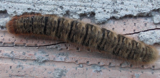 identificazione bruco nero vellutato con spine, enorme